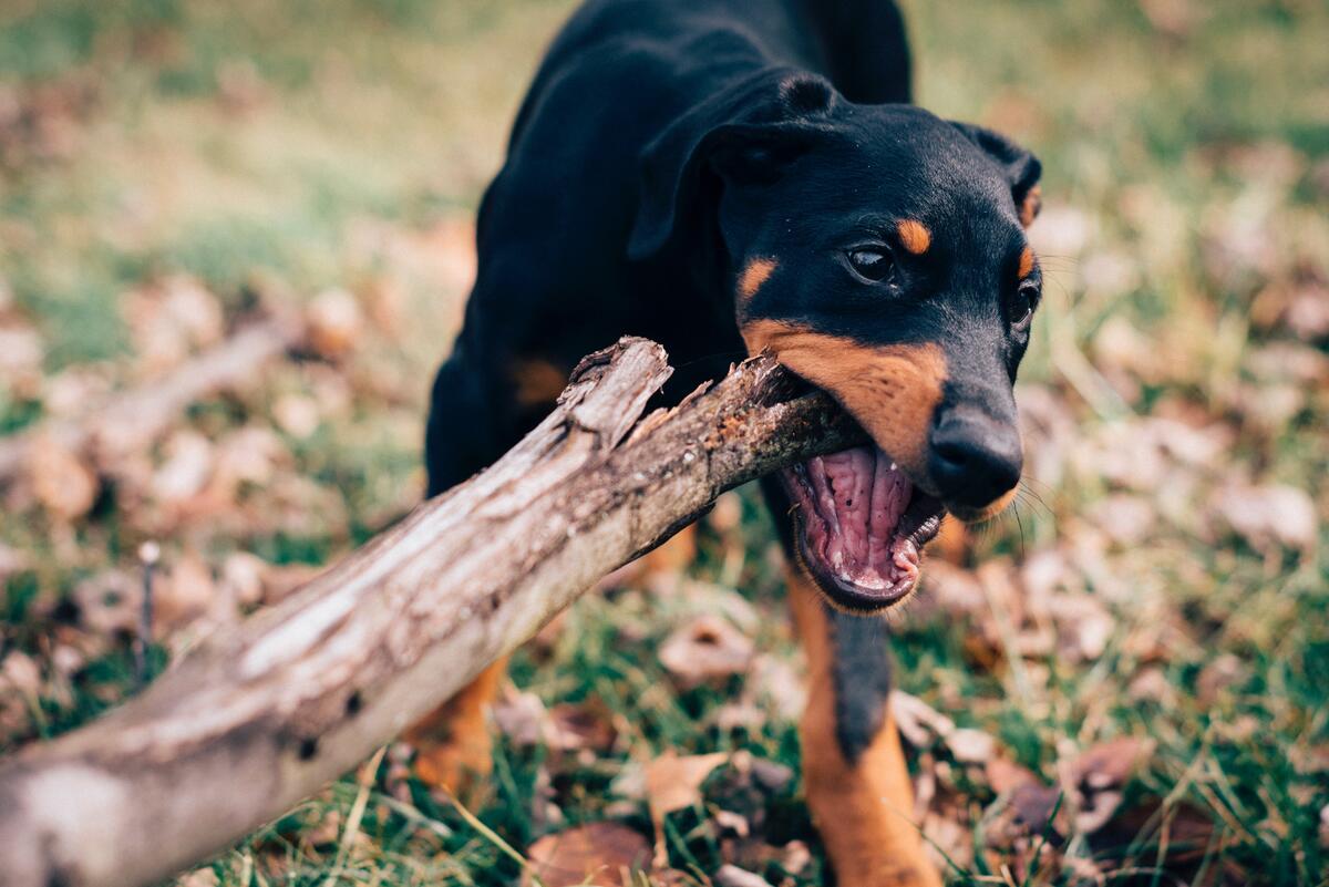 A puppy chews on a stick