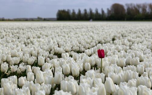 Один красный тюльпан среди поля с белыми тюльпанами