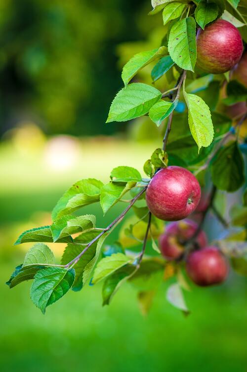 Яблоня со спелыми плодами