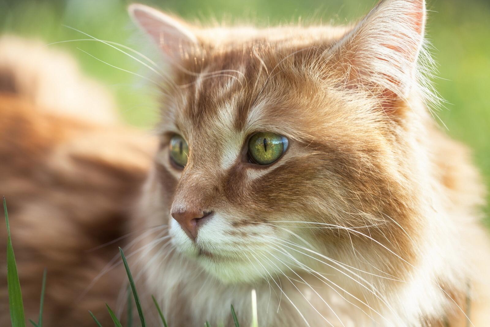 Бесплатное фото Портрет рыжей кошки