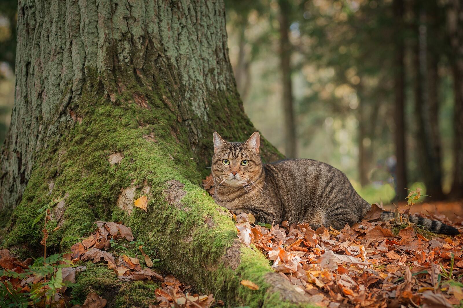 Free photo The cat lies by the tree on the fall leaves