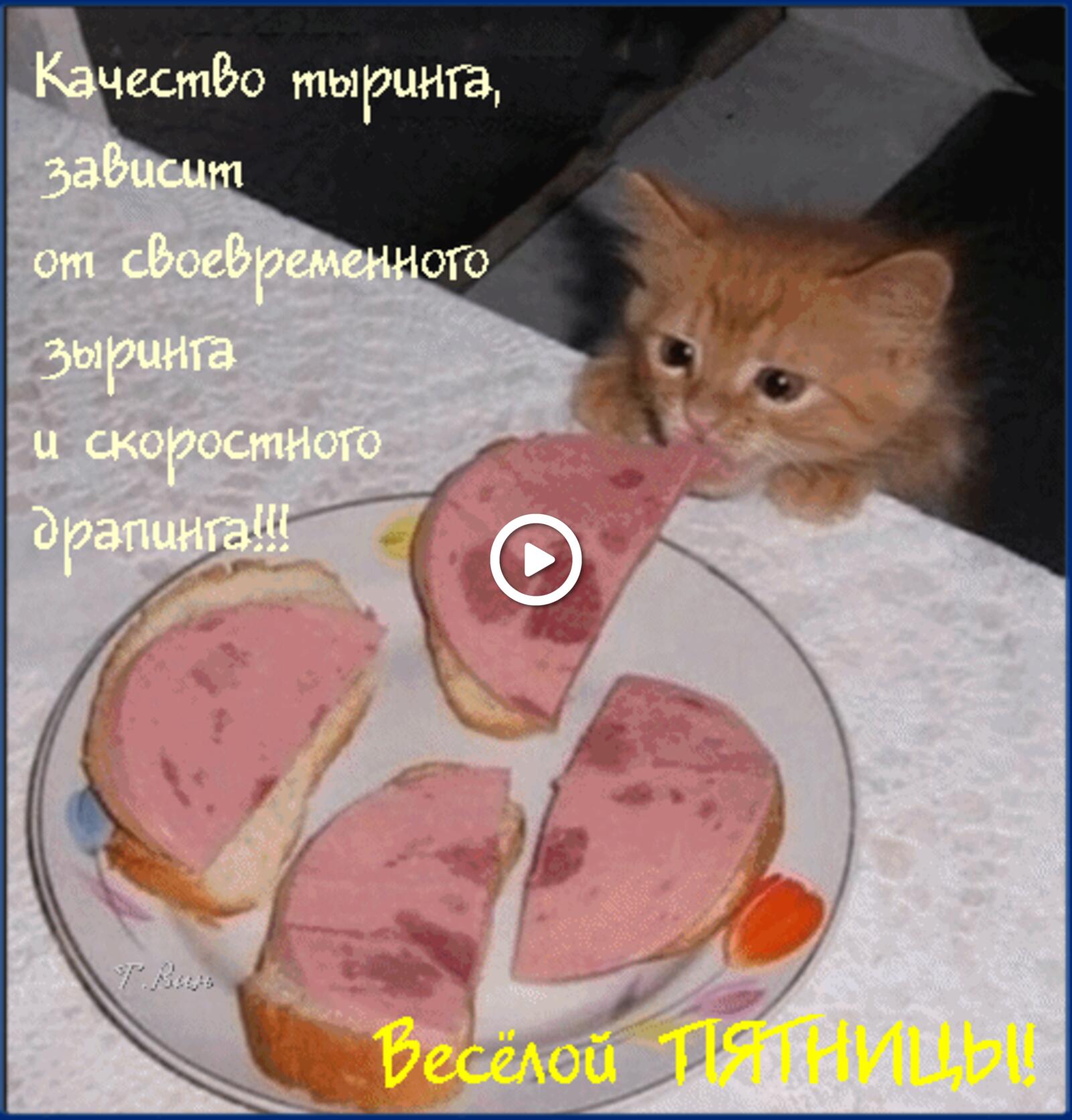 一张以星期五 食物 小猫为主题的明信片