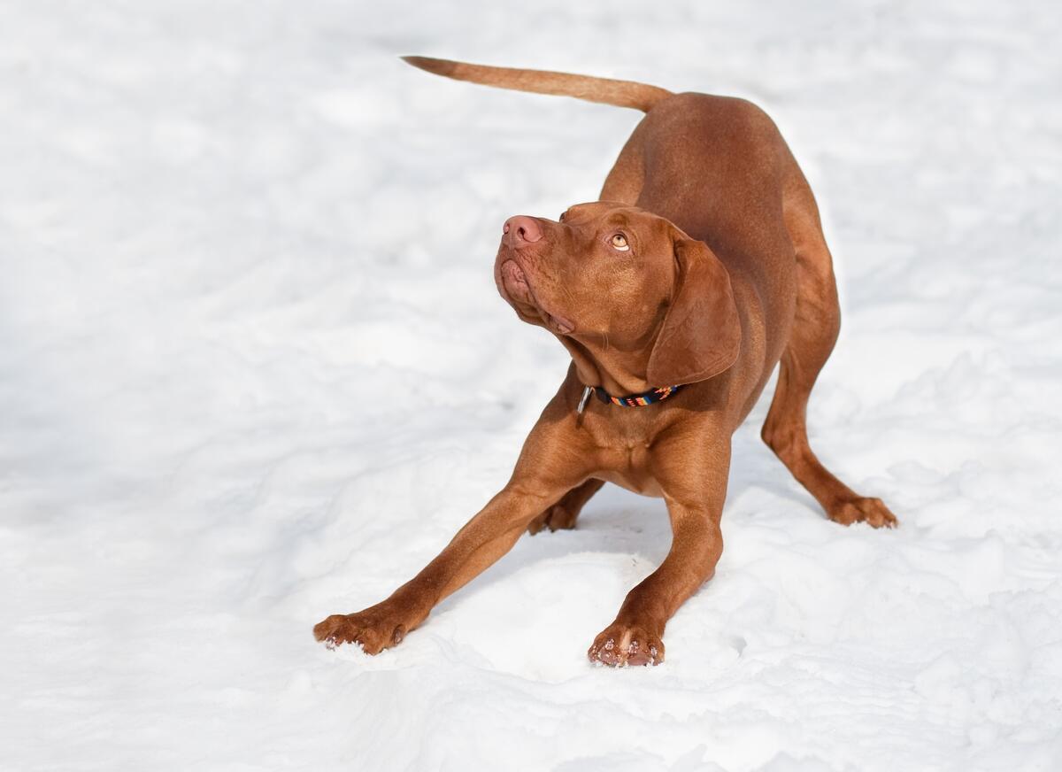 Рыжий пес ловит снежок