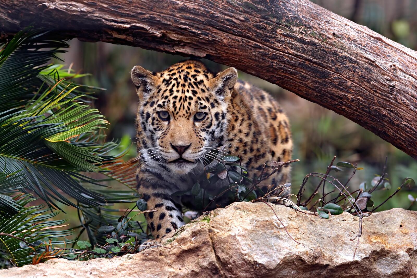 Free photo The jaguar prepares to attack its prey