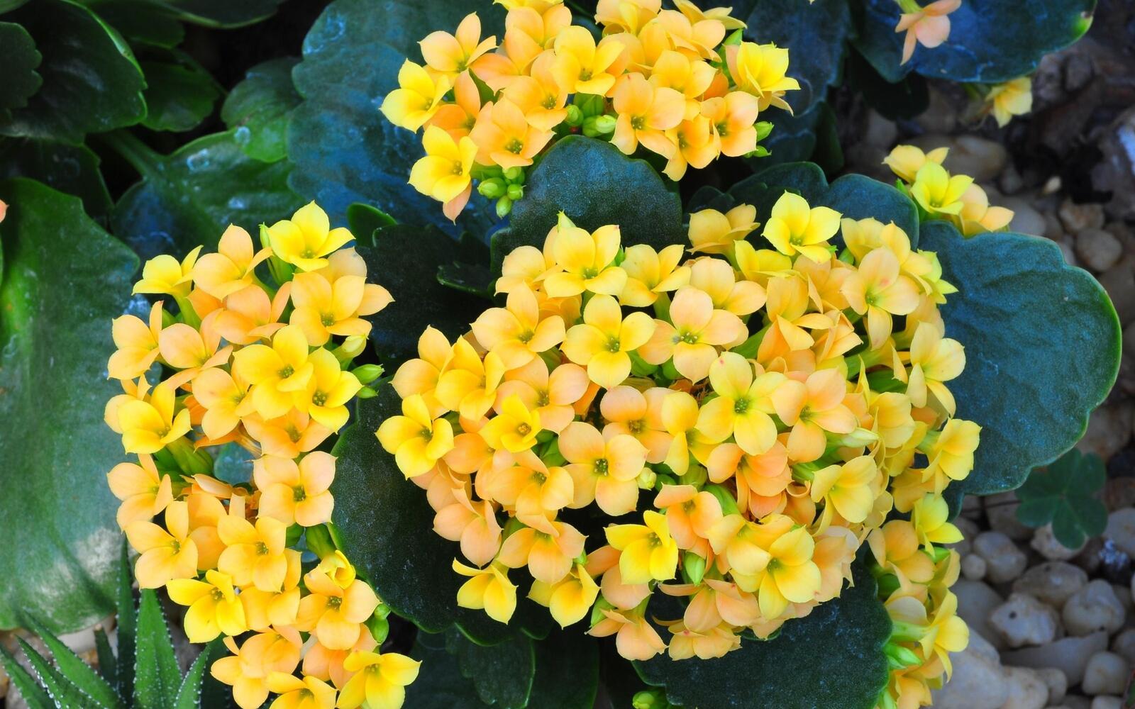 Free photo Yellow little flowers