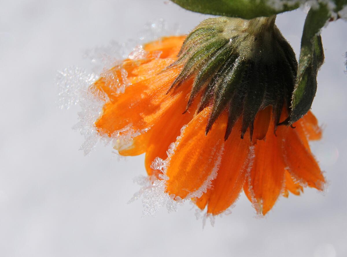Оранжевый цветок покрытый инеем