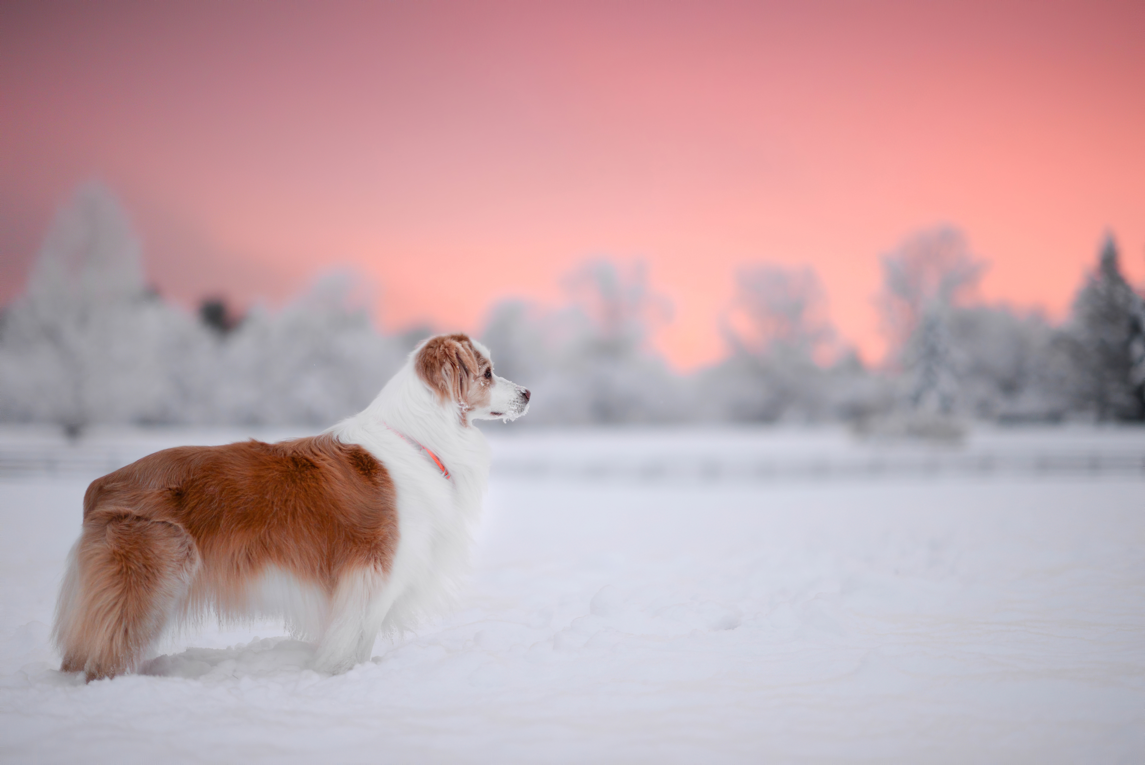 Длиношорстая собака зимой на закате