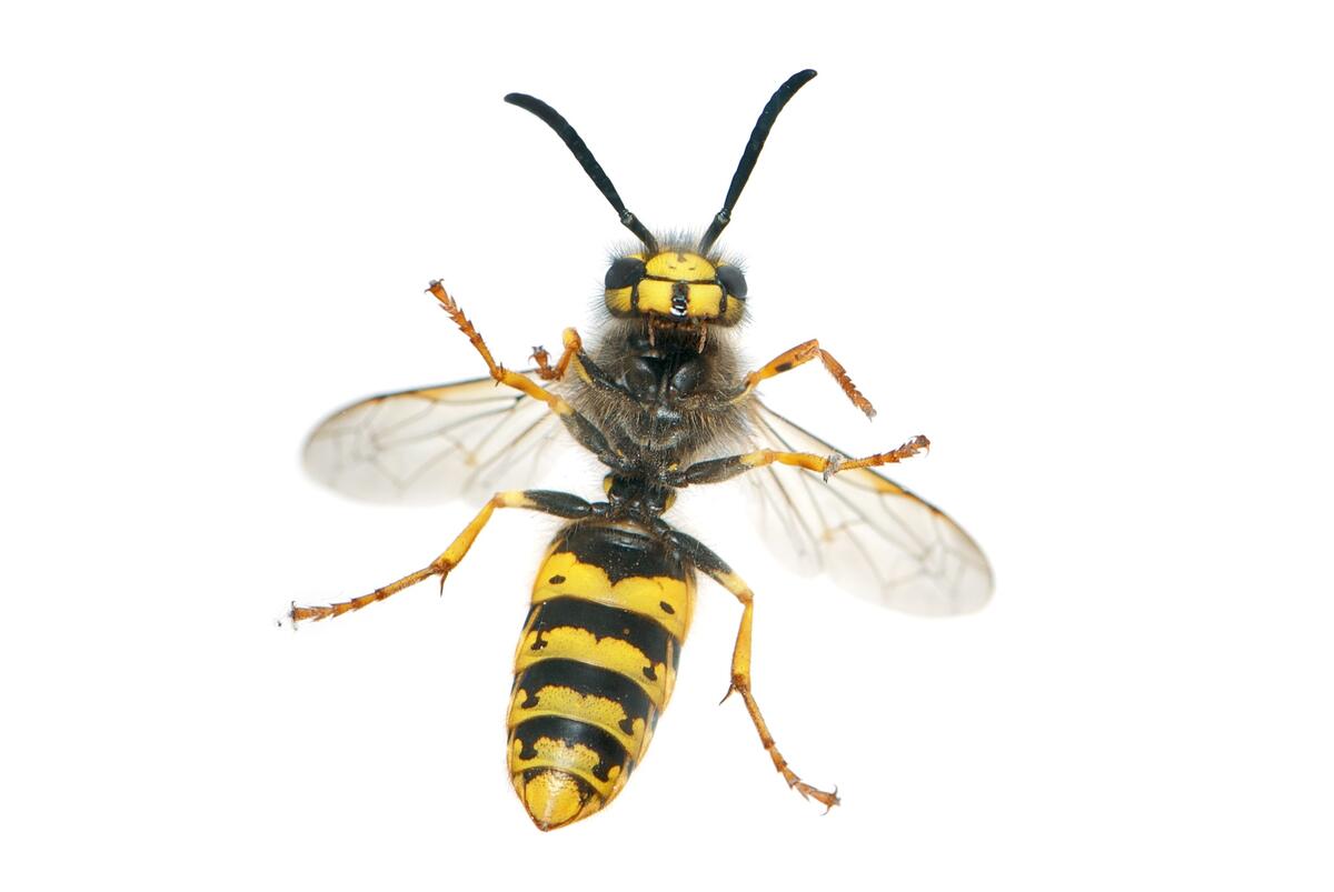 A wasp close-up on a white background