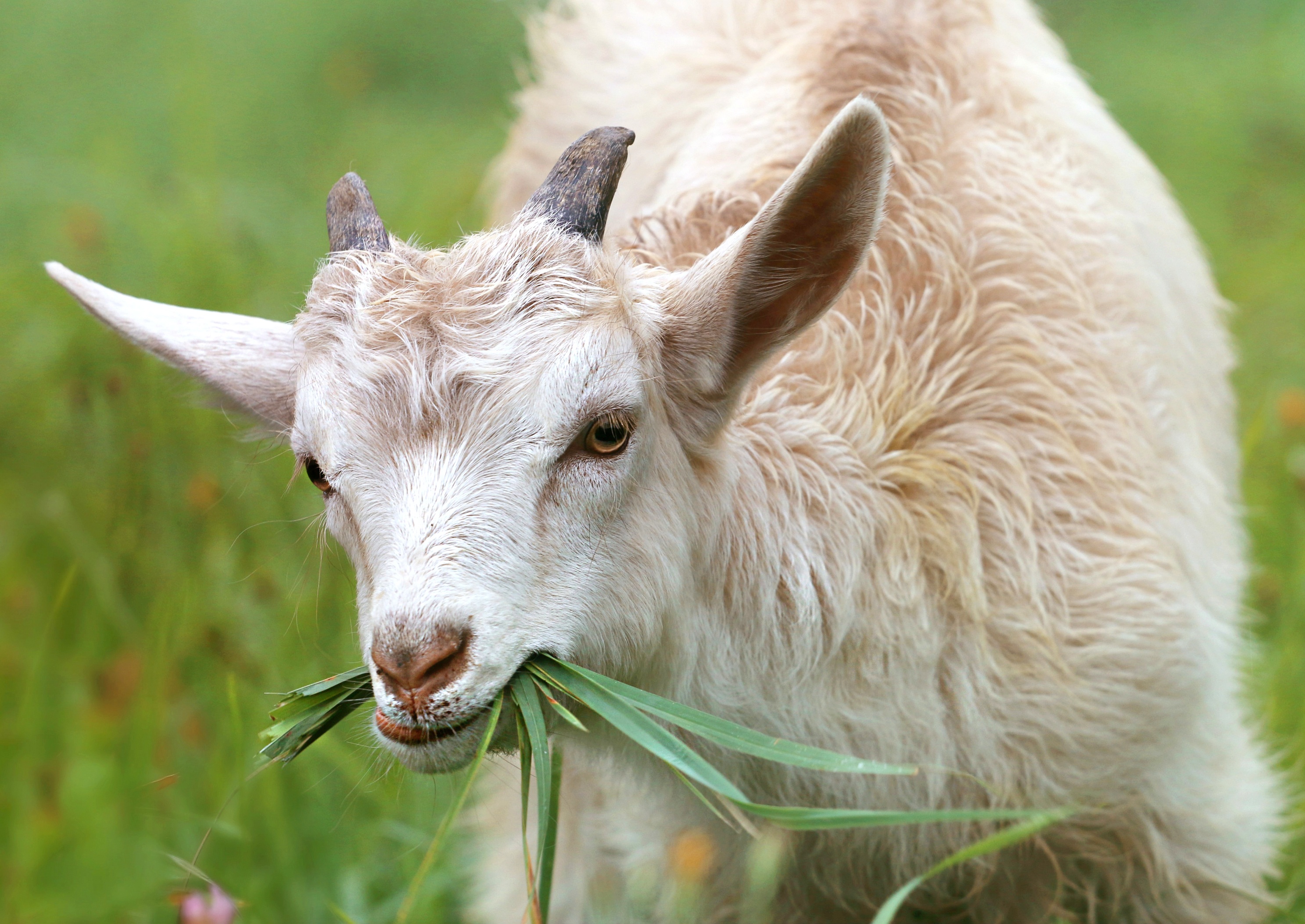 A goat chewing grass