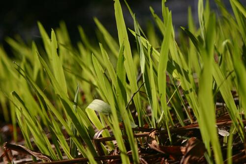 Ростки зеленой травы
