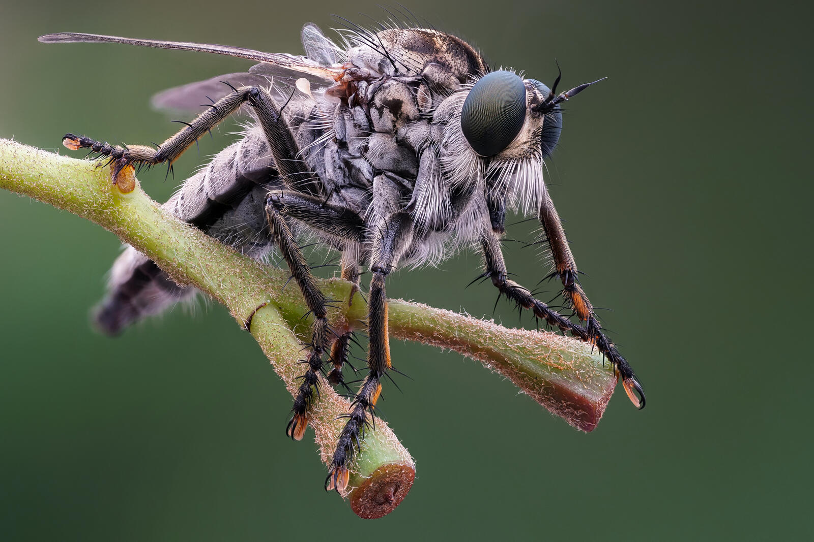 Бесплатное фото Разбойничья муха