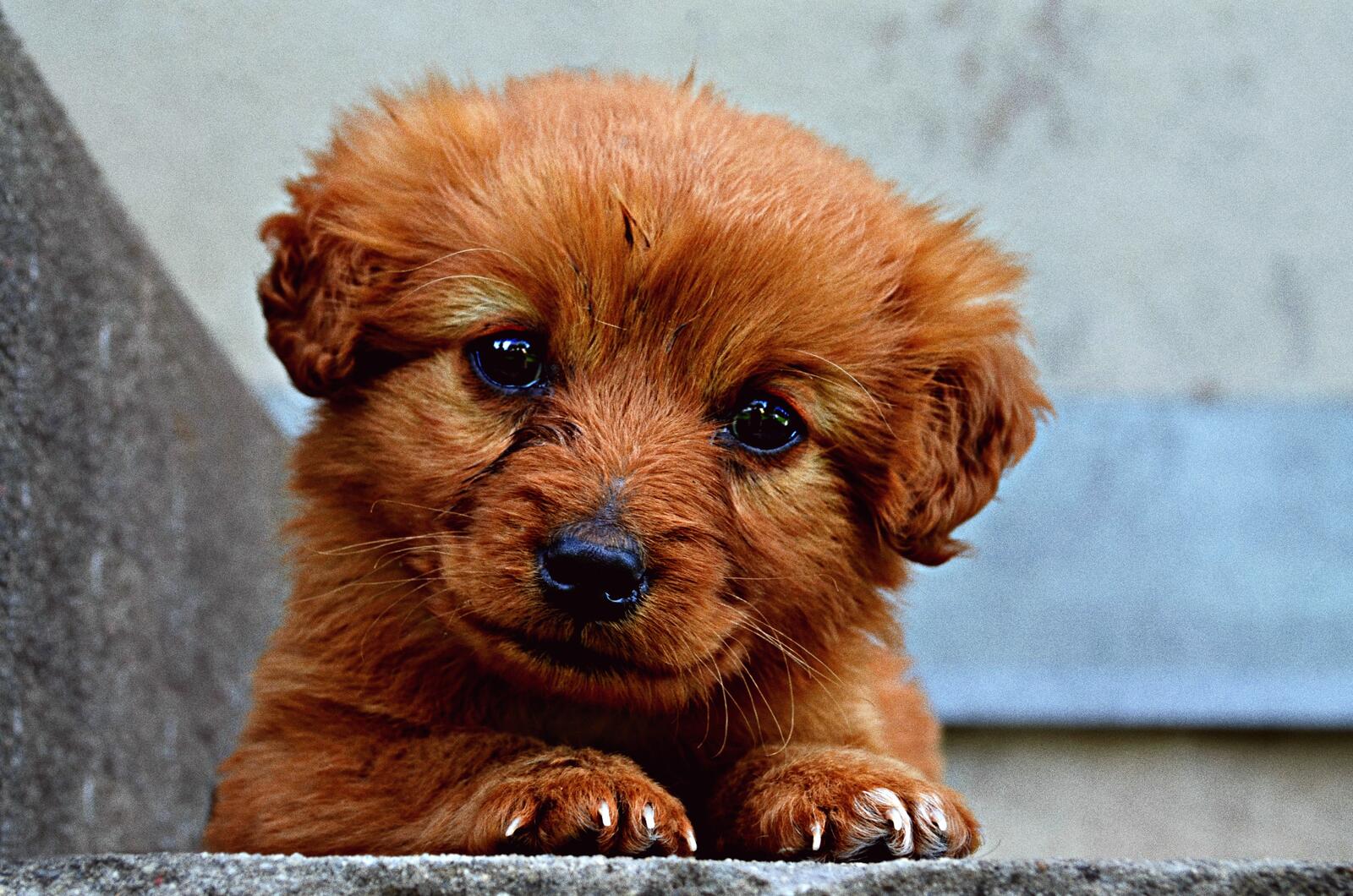 Free photo Red Norfolk Terrier puppy