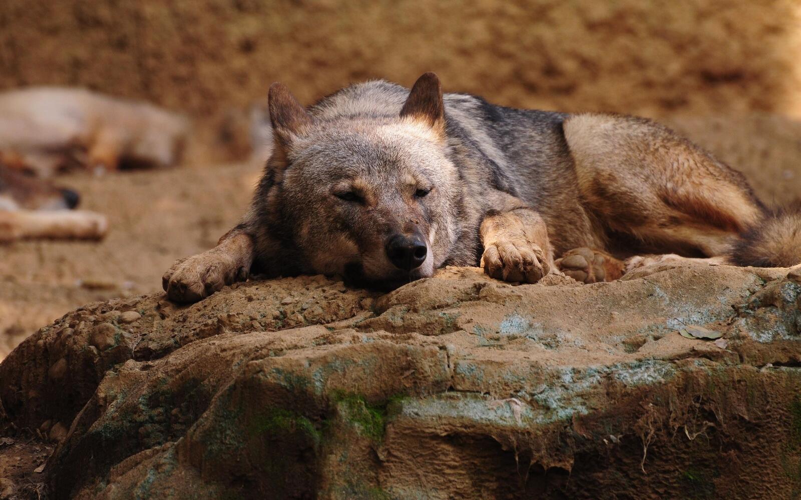 Бесплатное фото Старый волк на отдыхе