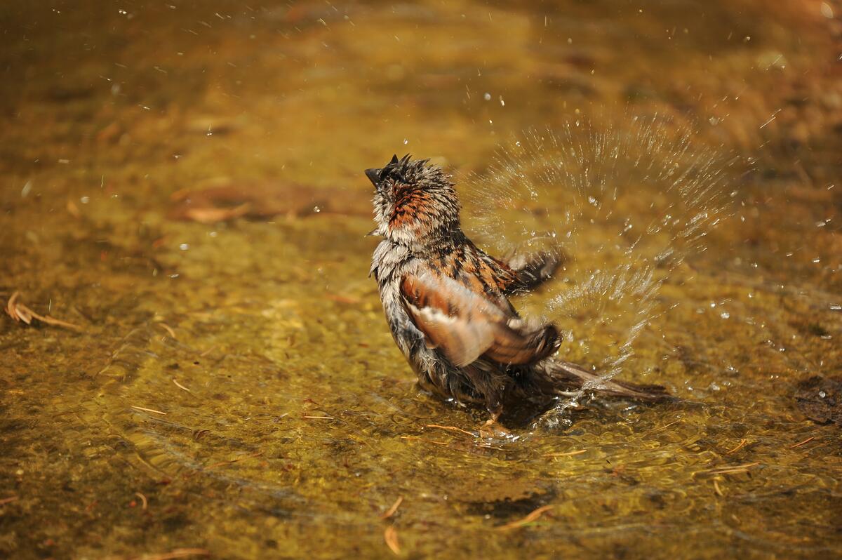 A wet bird washes up in the water.