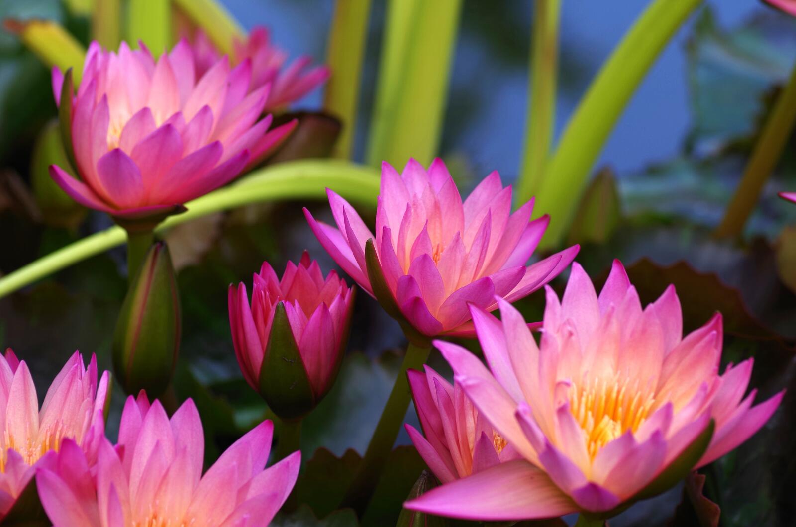 Free photo Pink lotuses