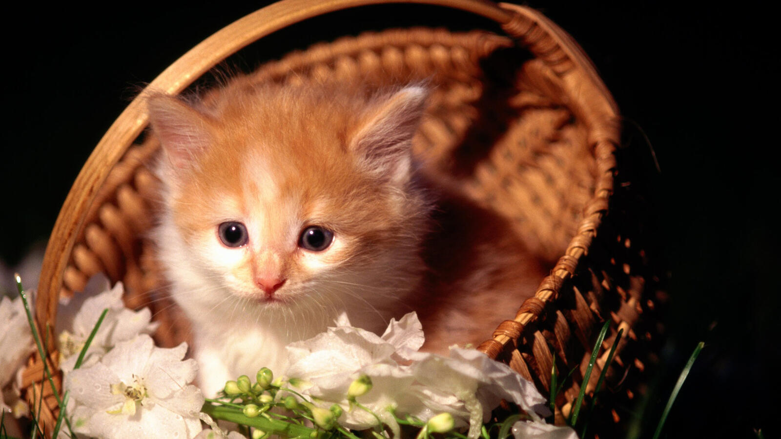 Бесплатное фото Рыжий котенок в корзинке