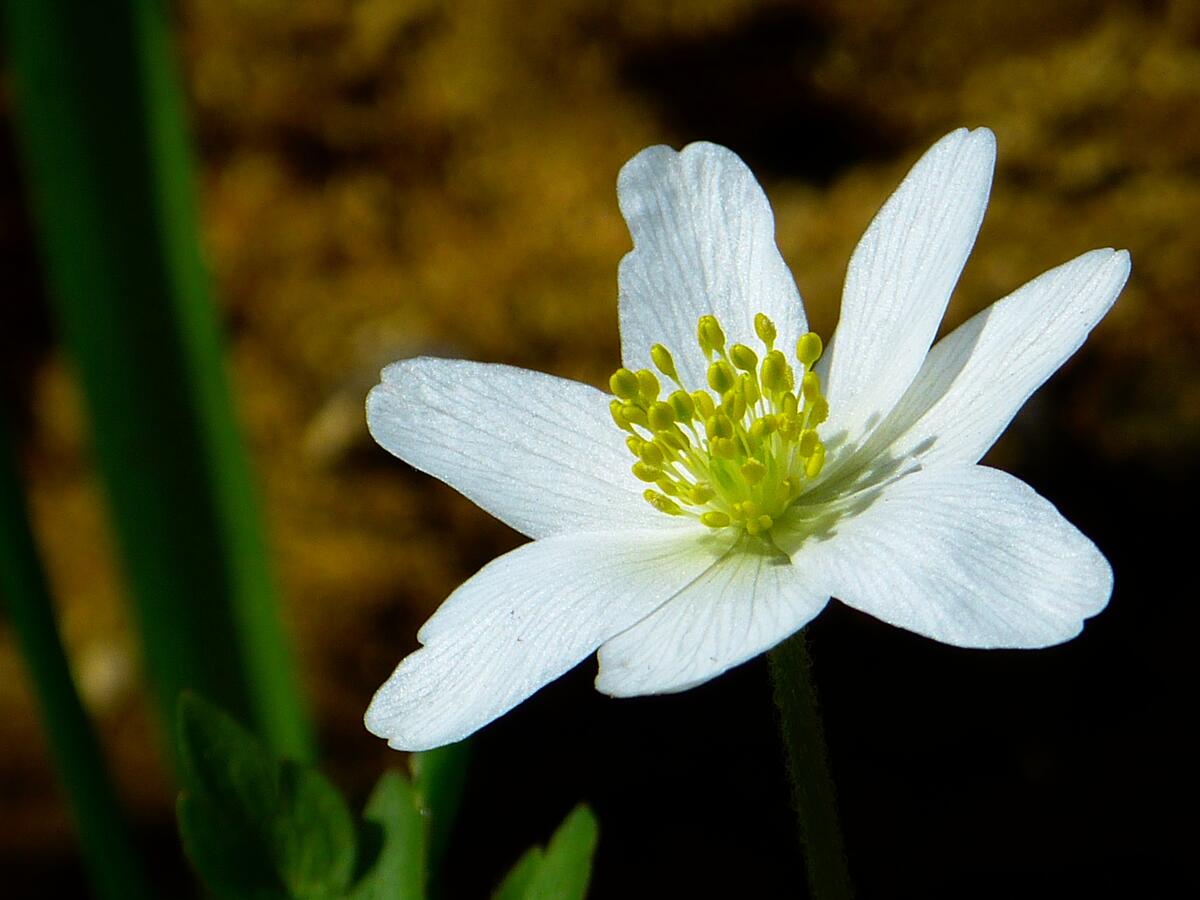 Белый цветочек