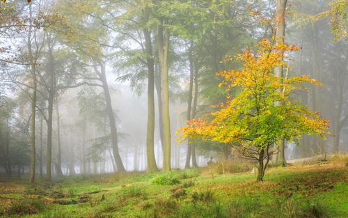 A light fog in the fall woods