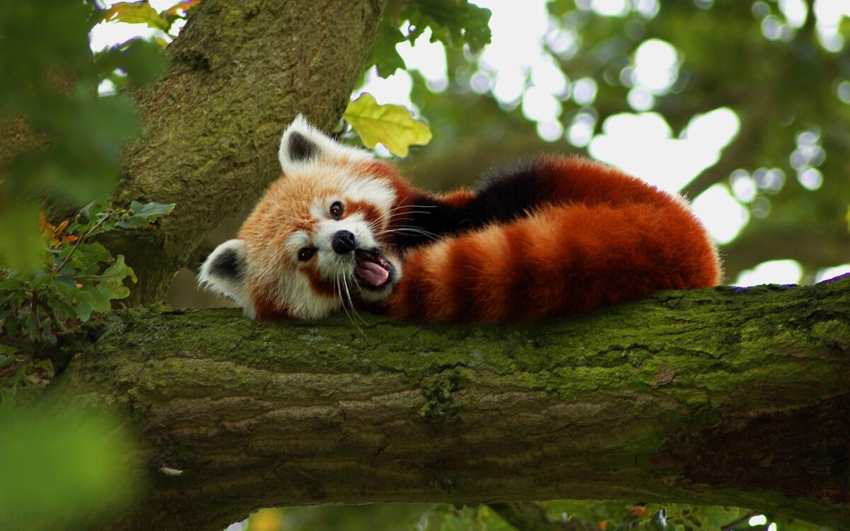 Красная панда готовится ко сну на дереве
