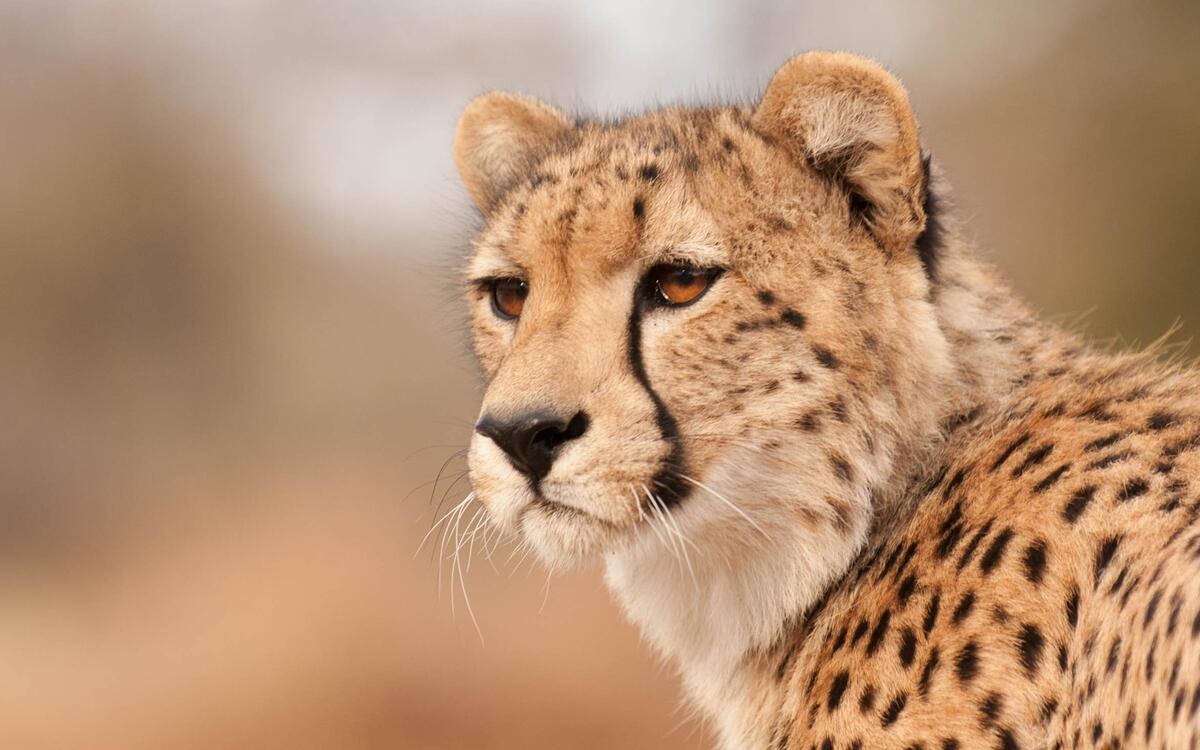 The cheetah stares off into the distance