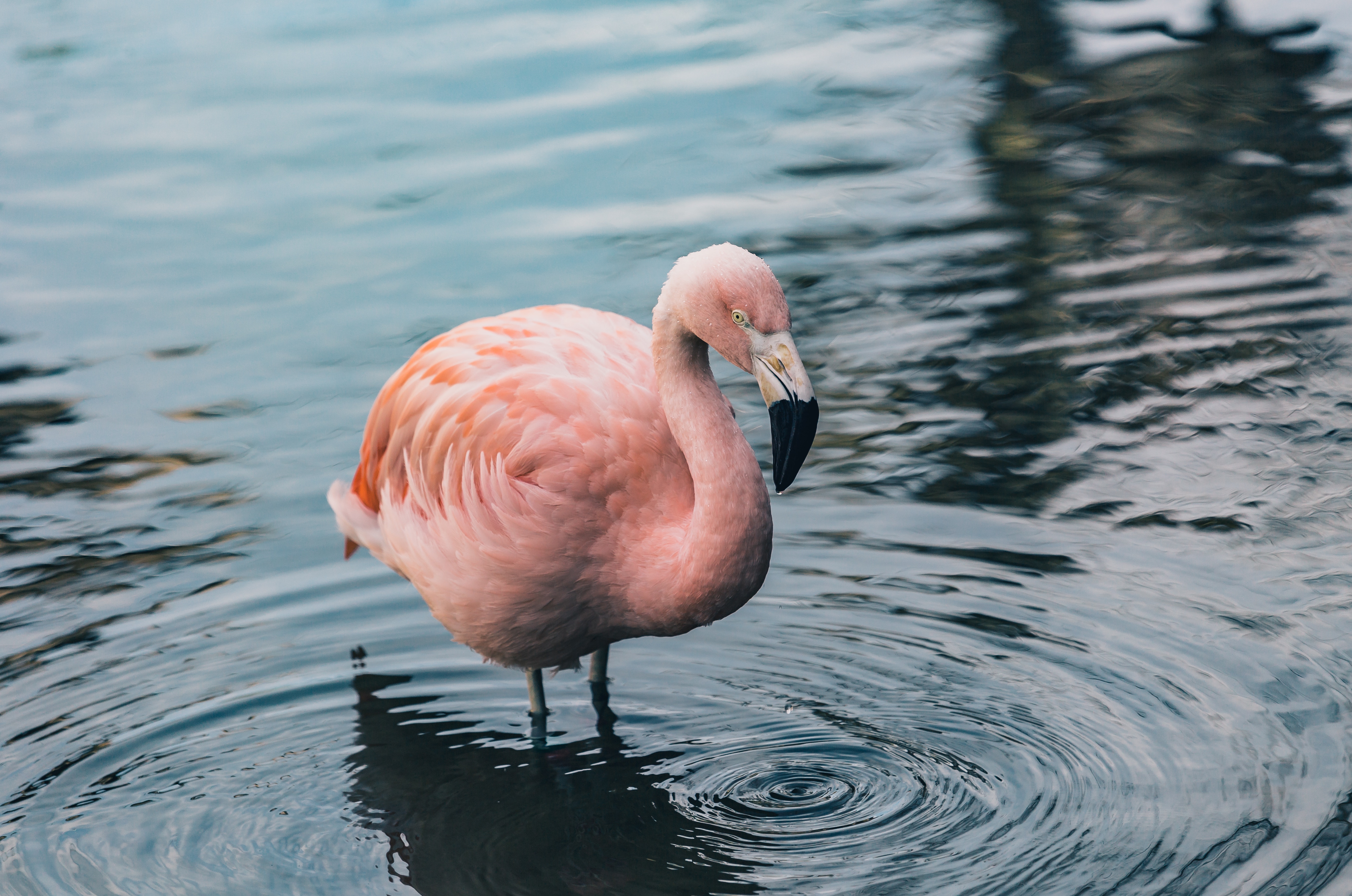 Фото бесплатно фламинго, берег, птица