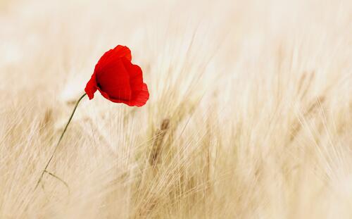 A lone red flower in a field
