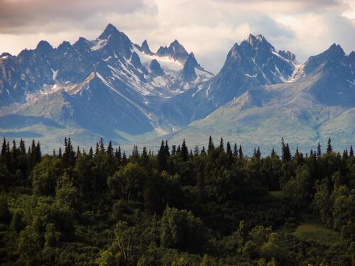 Spruce forest against the backdrop of large mountains