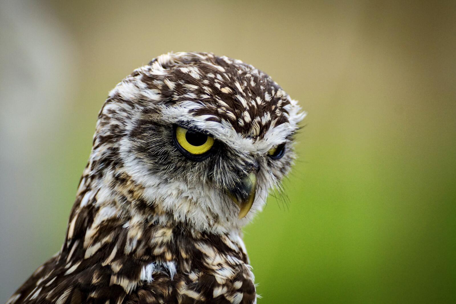 Бесплатное фото Портрет сердитой совы
