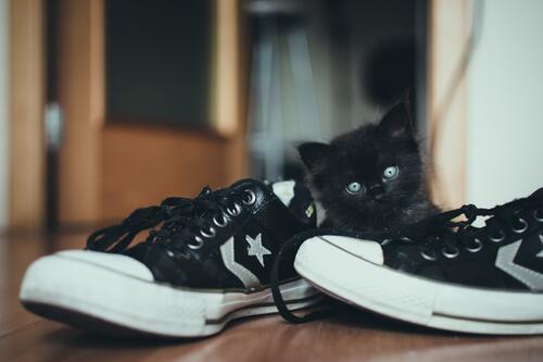 Черный котенок прячется за кроссовками