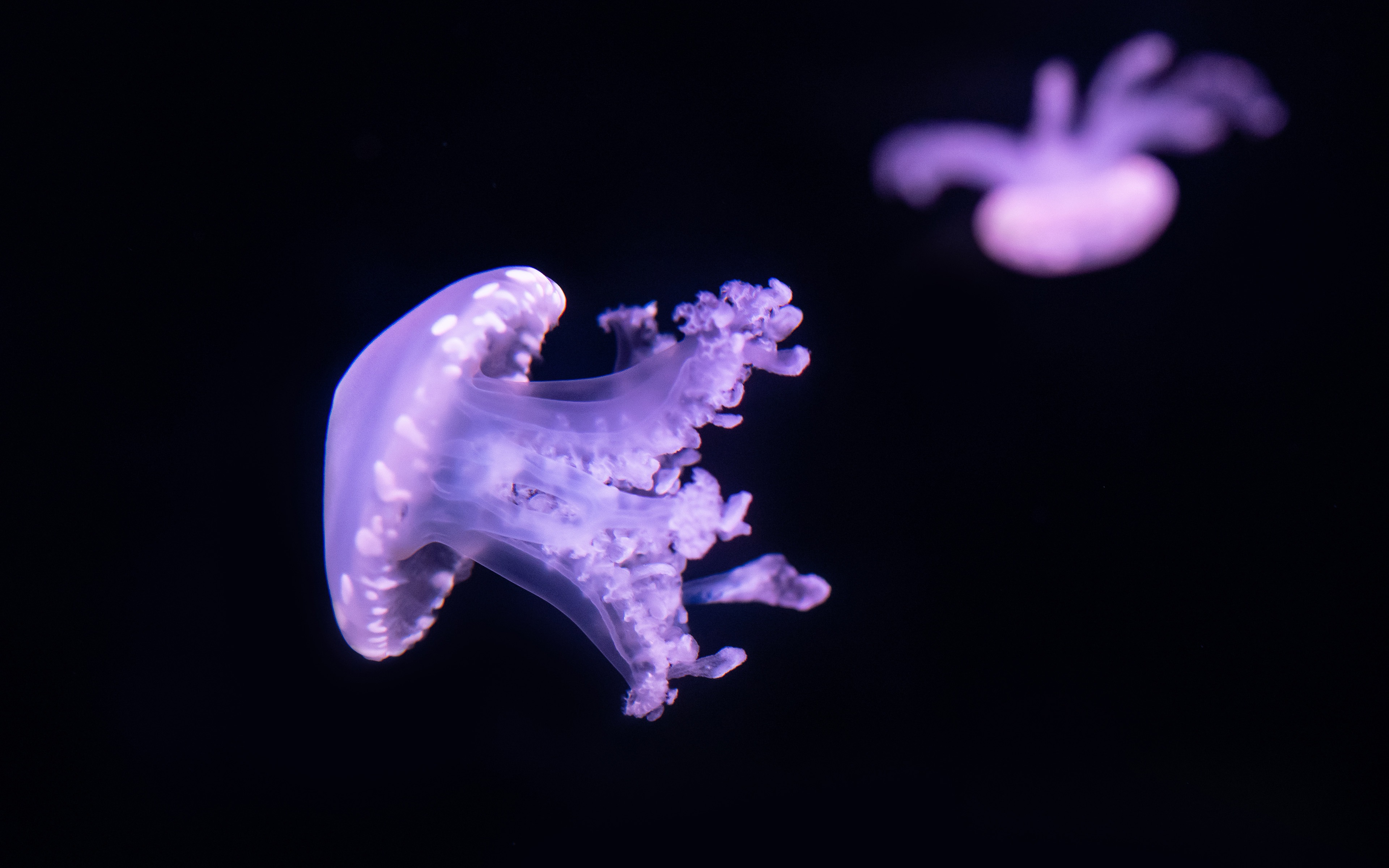 Фиолетовая медуза на черном фоне