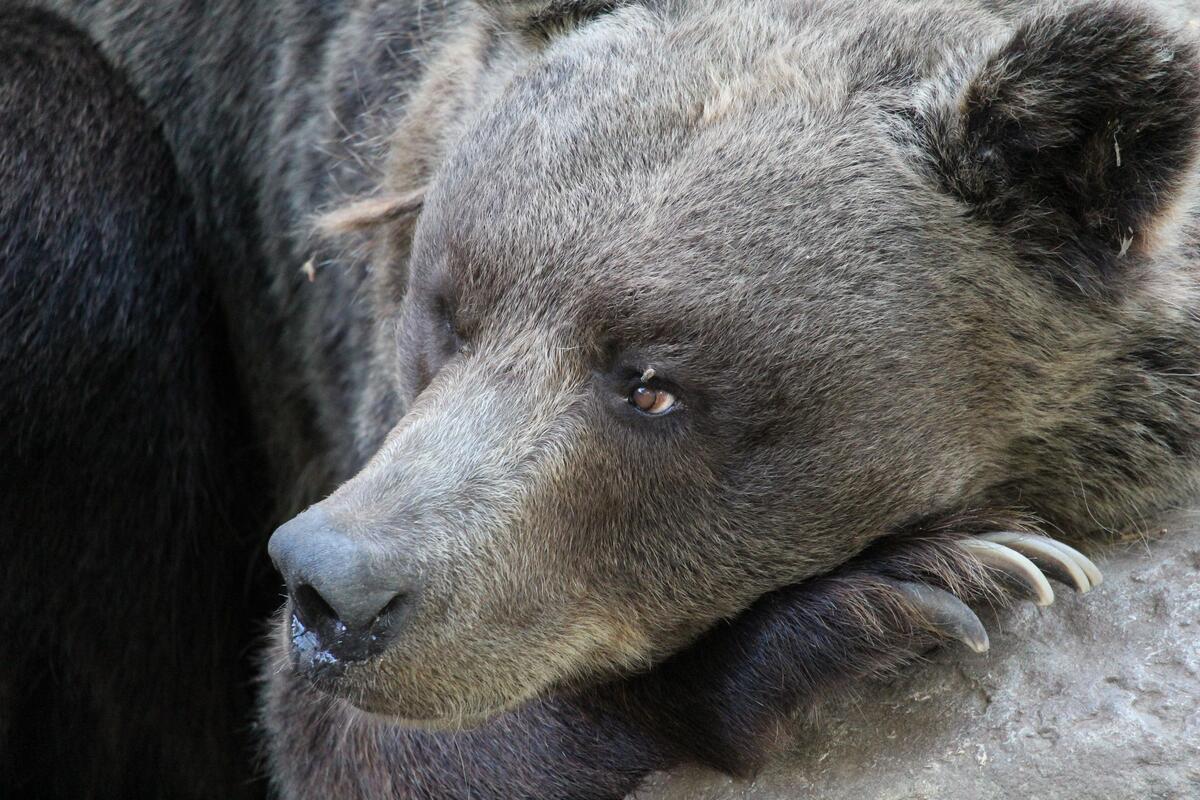 A bear resting on a rock