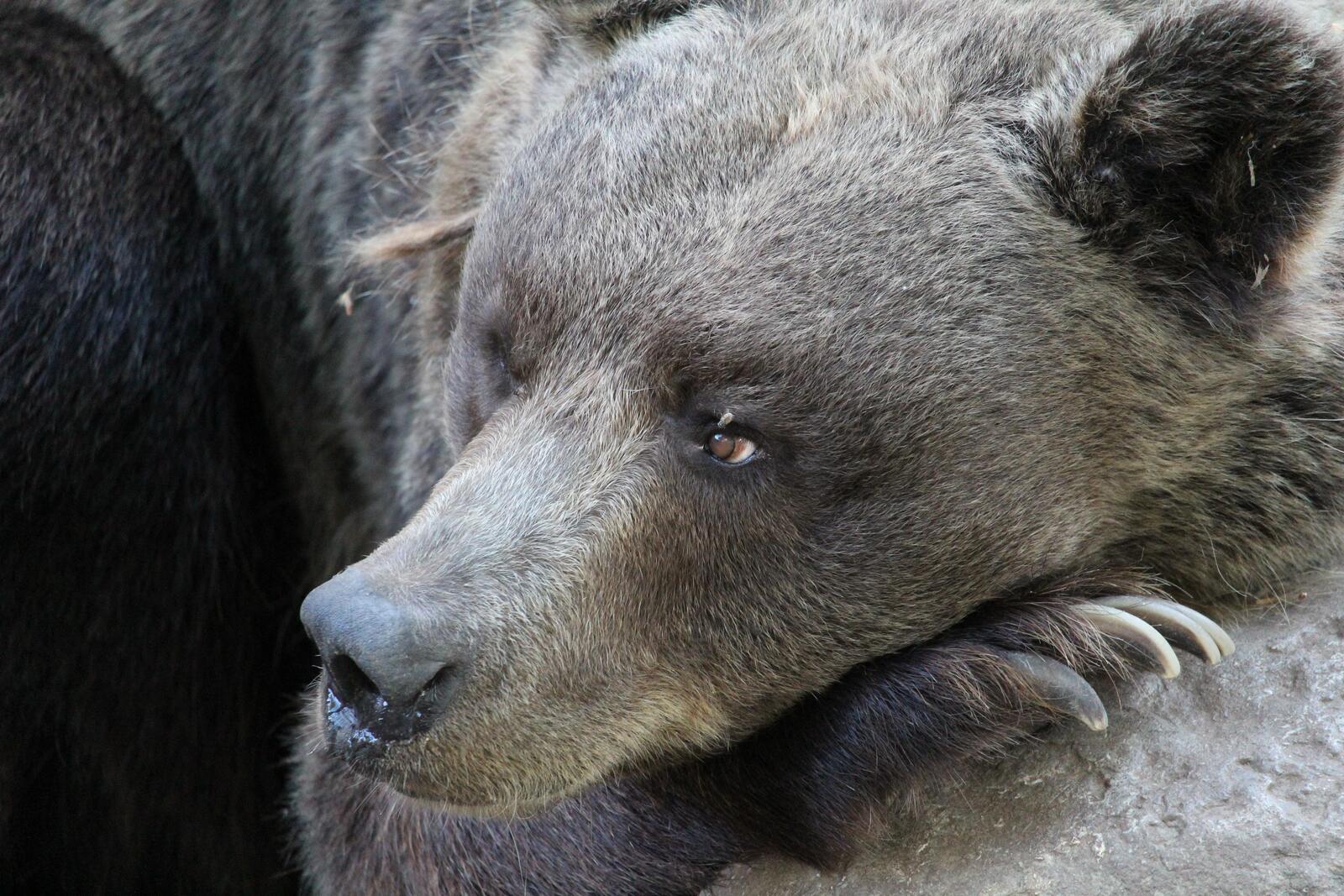 Бесплатное фото Медведь отдыхает на камне