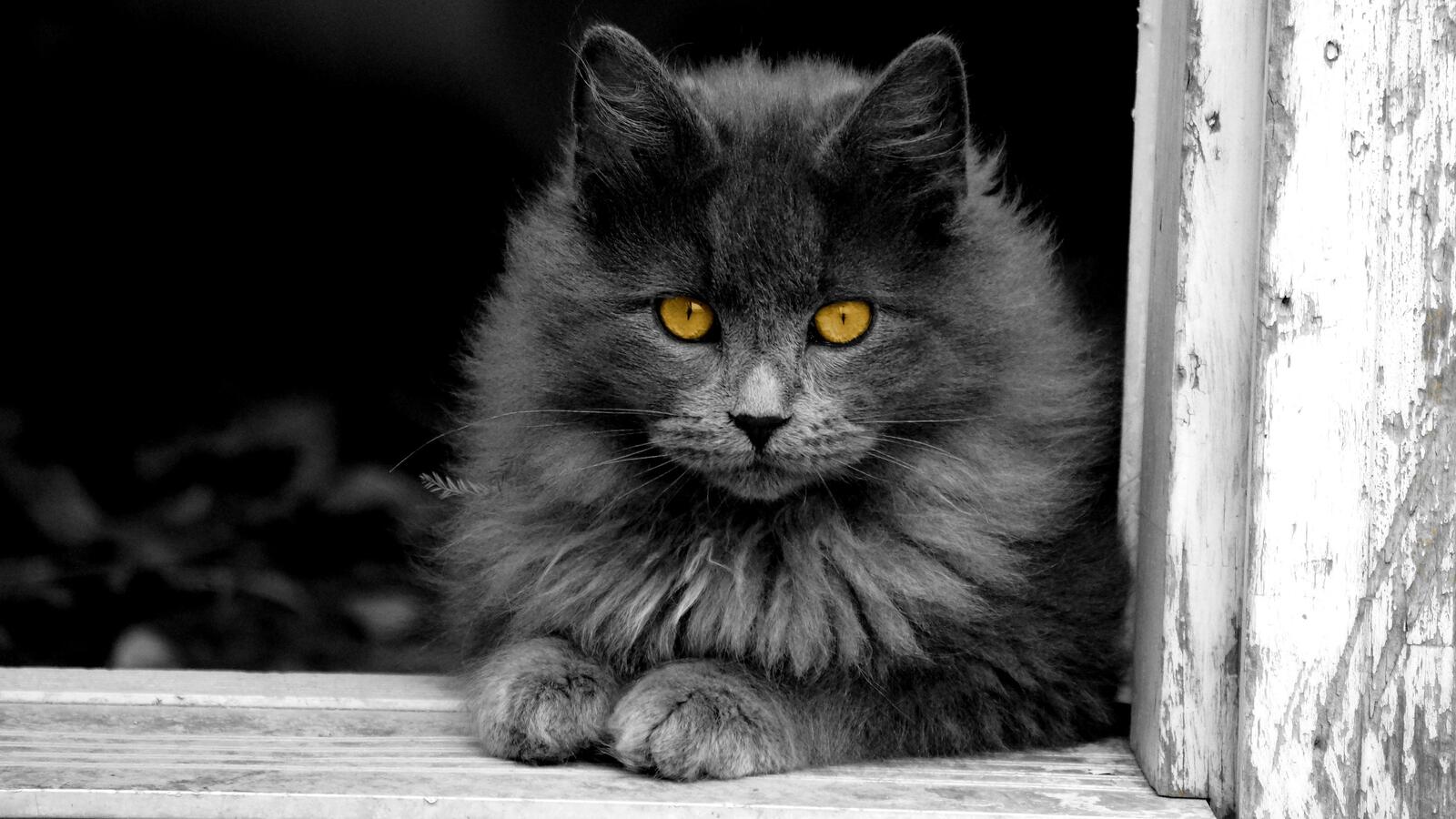 Бесплатное фото Пушистая серая кошка на монохромном фото