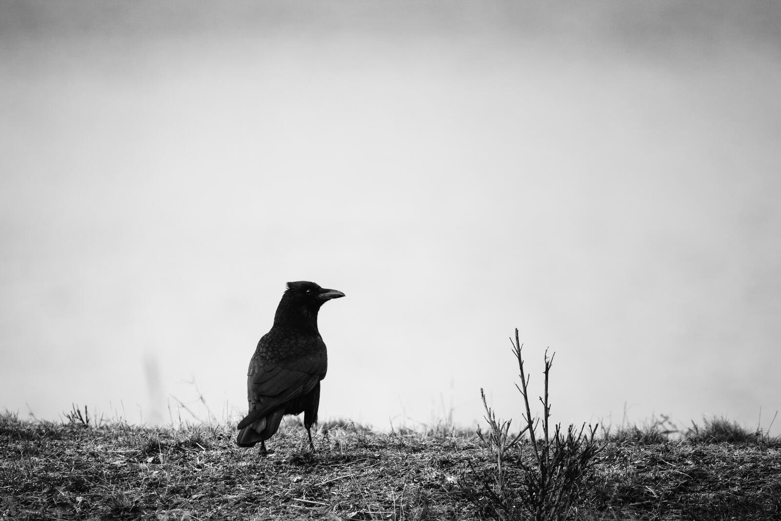 Free photo A raven on a dead earth