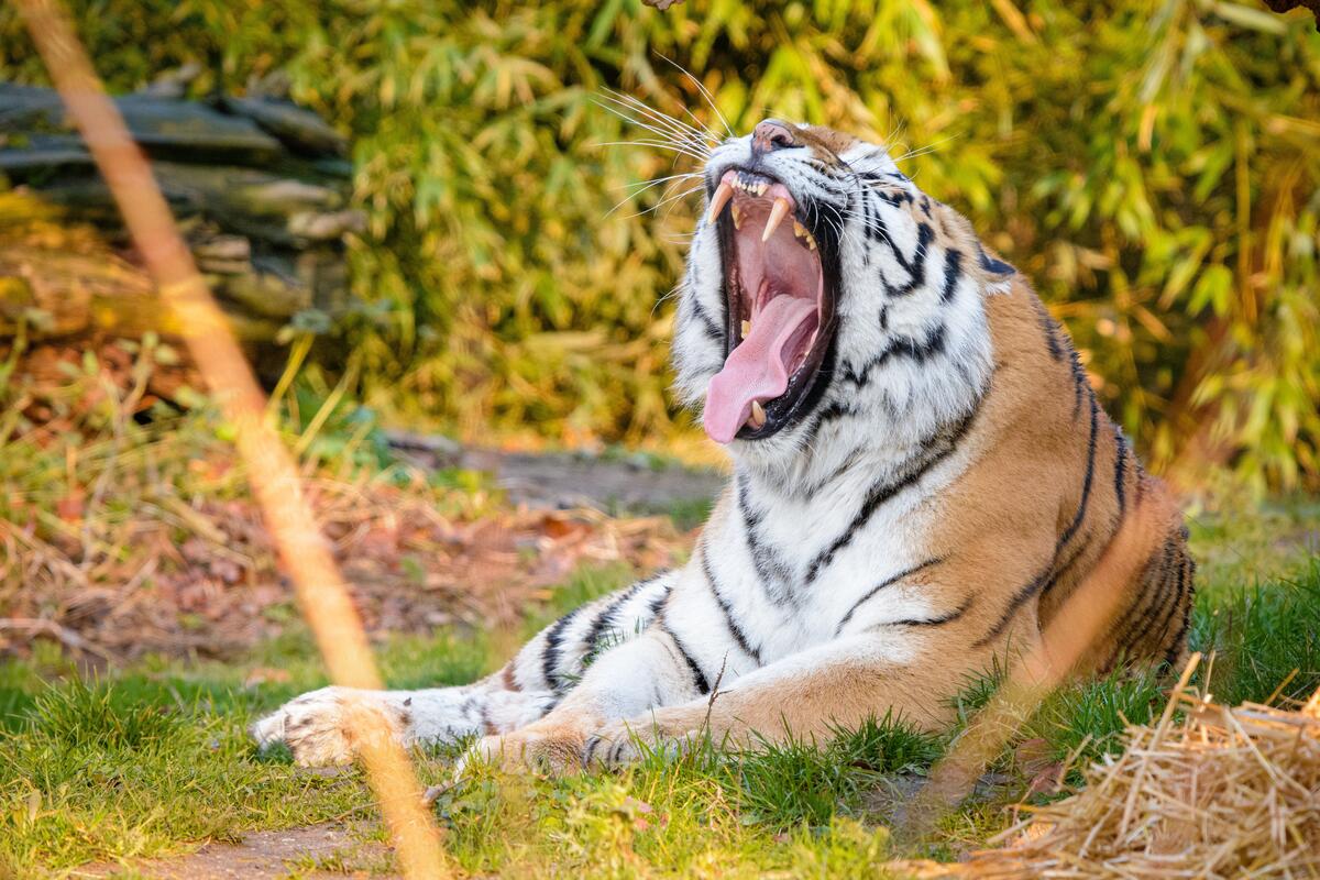 Сонный тигр зевает на травке возле кустарника