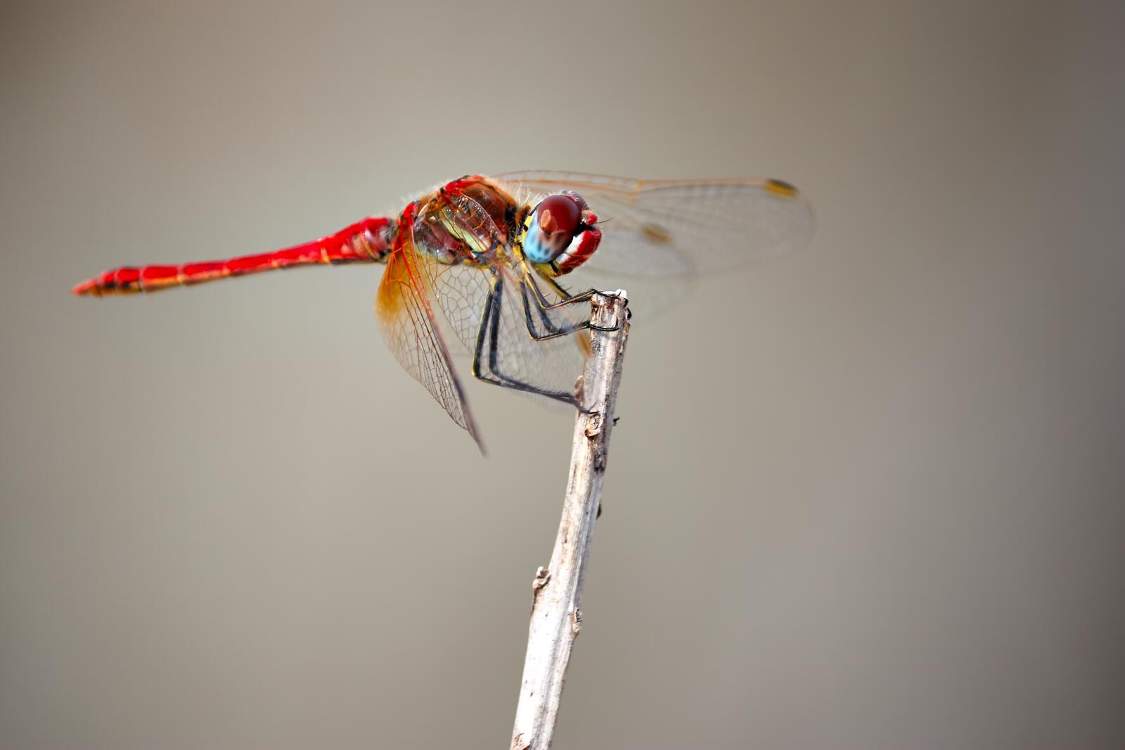 Free photo A red dragonfly on a twig