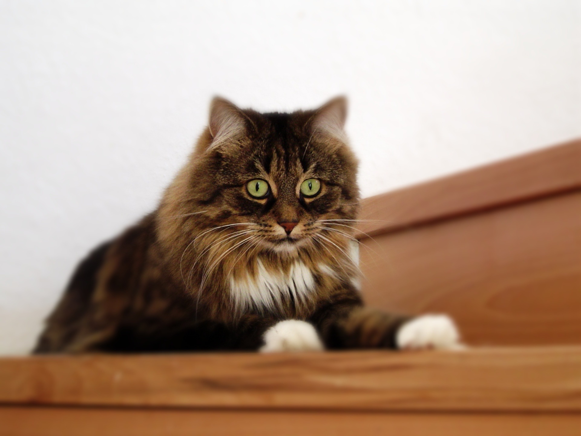 Бесплатное фото Зеленоглазая пушистая кошка