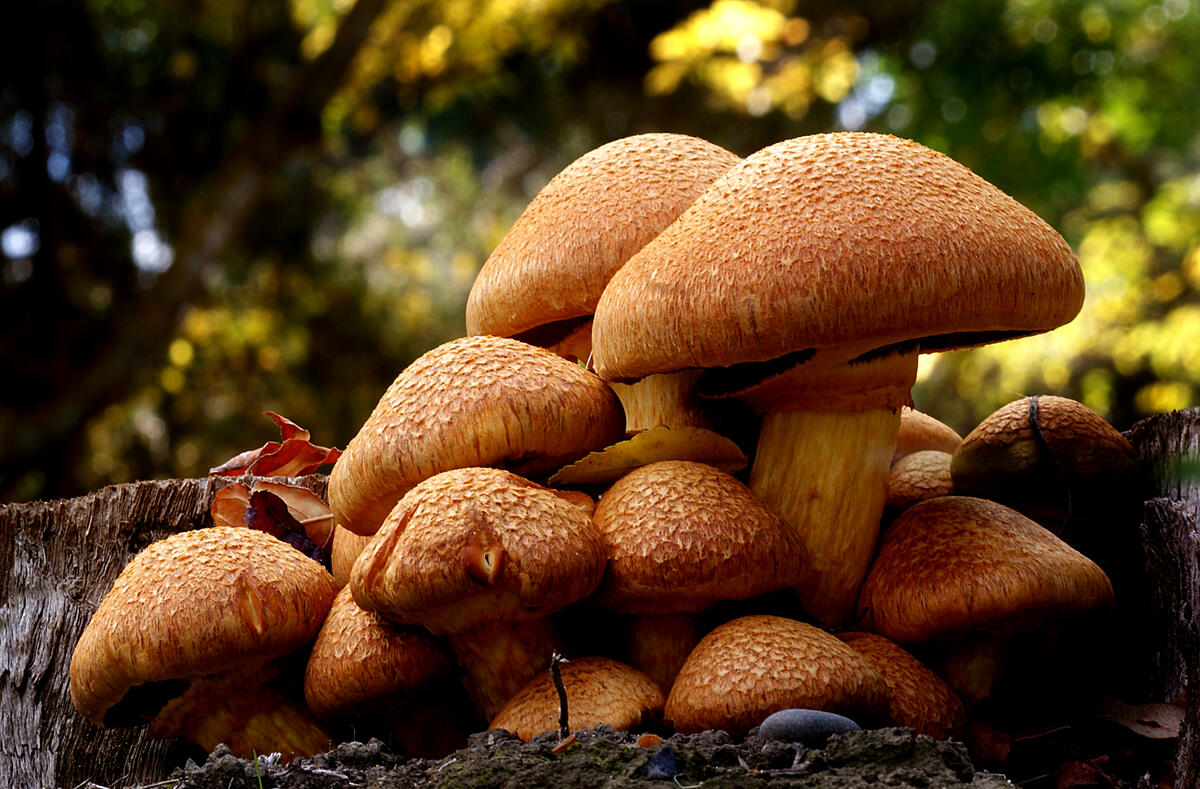 Medicinal mushroom
