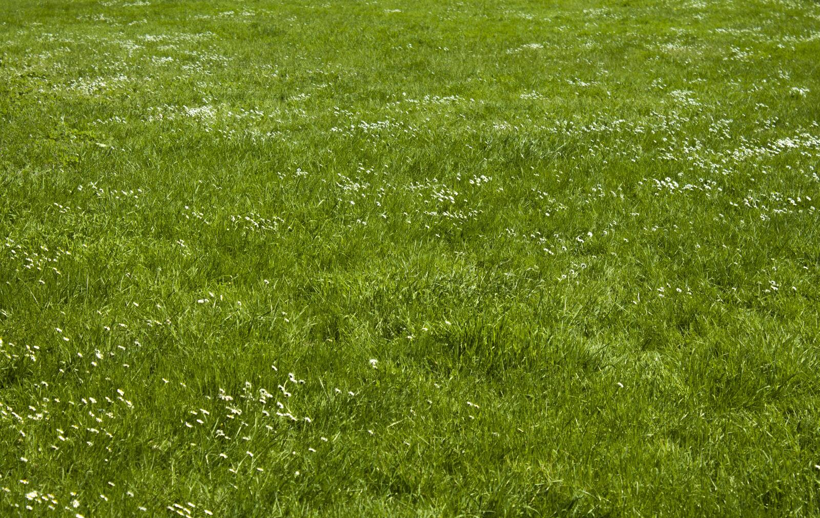 Free photo Green grass with white flowers.