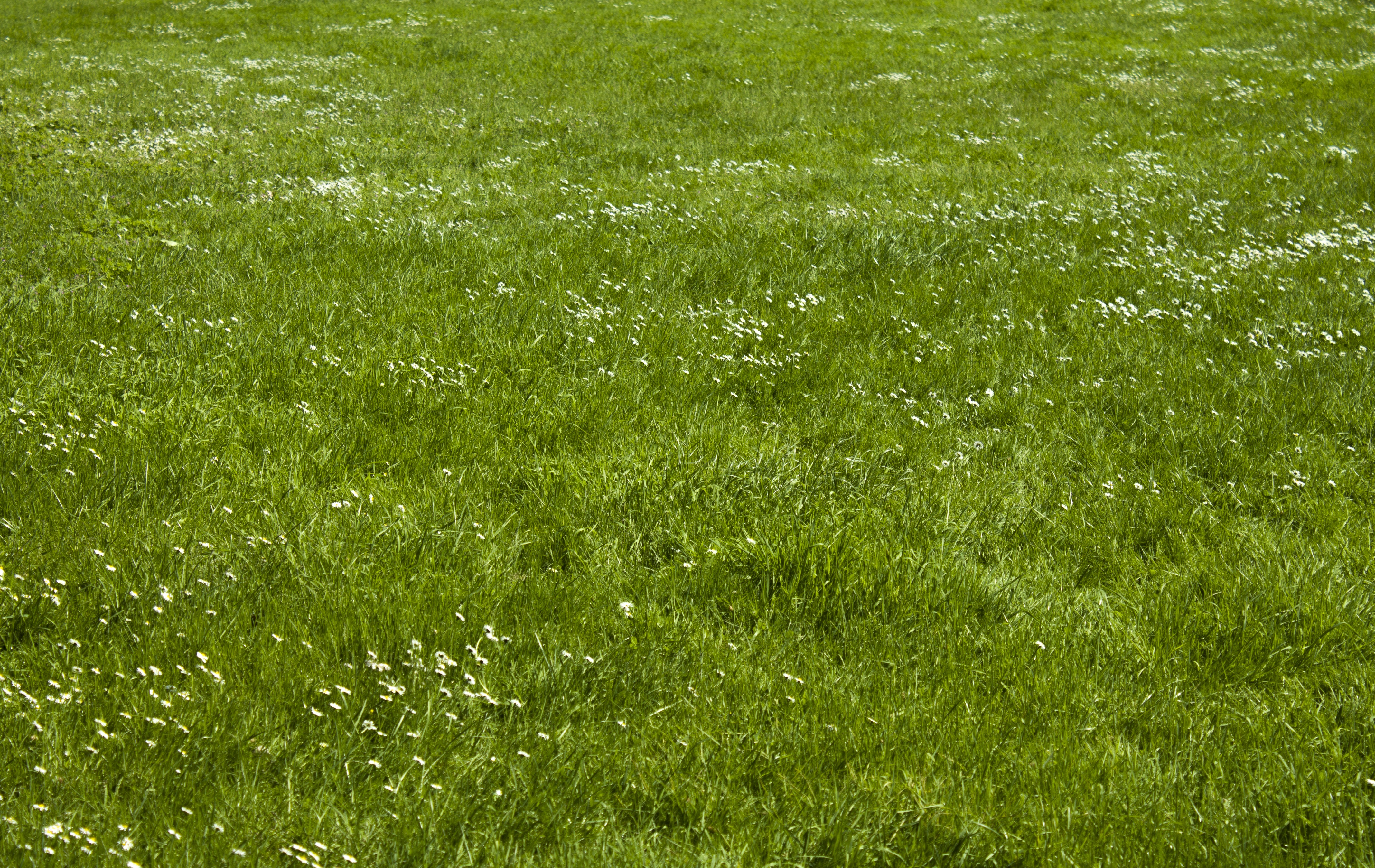 Зелёная травка с белыми цветочками · бесплатная фотография от Fonwall