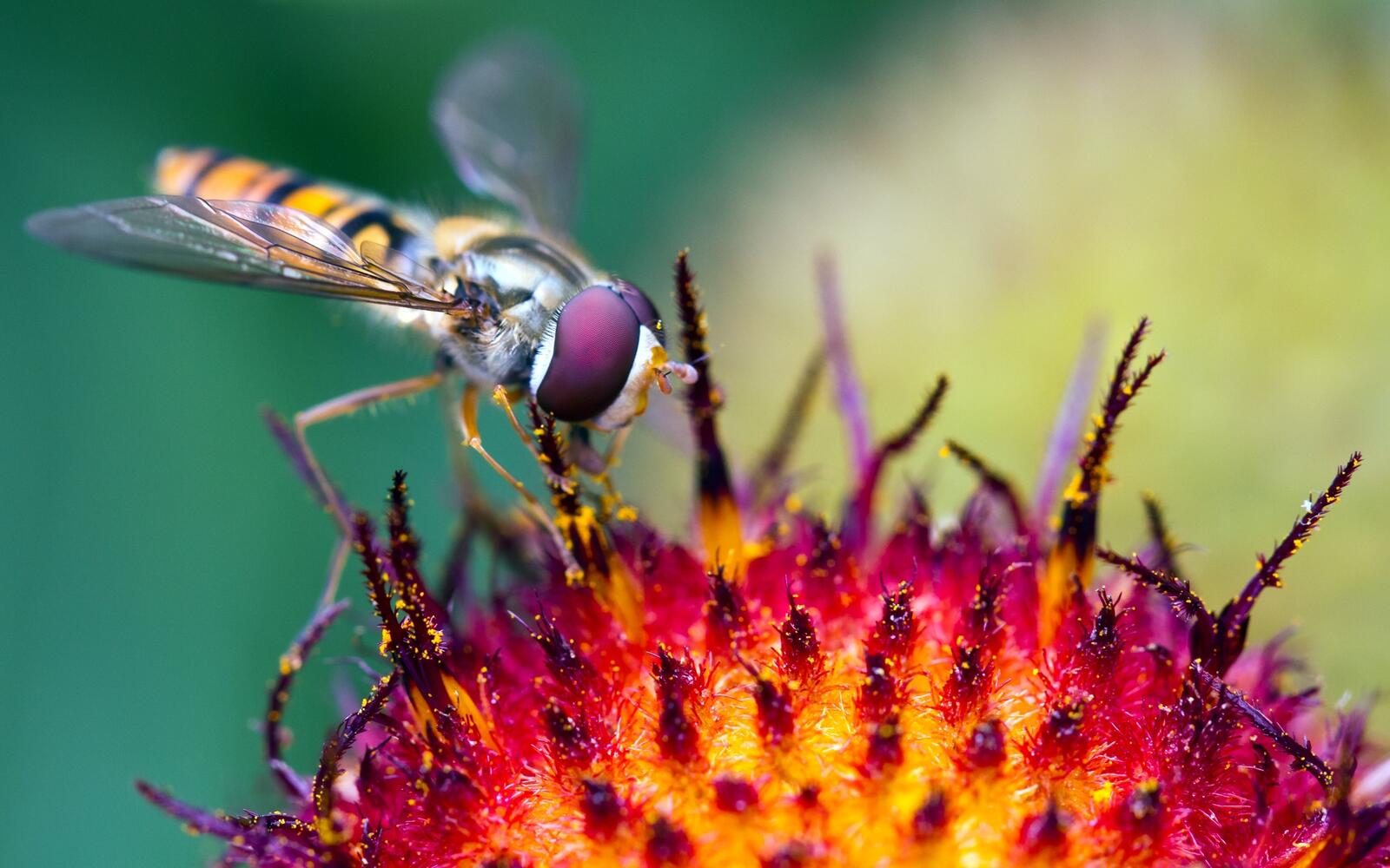 Wallpapers nature photos insect on the desktop
