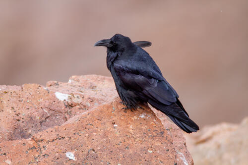 A black raven sits on a rock
