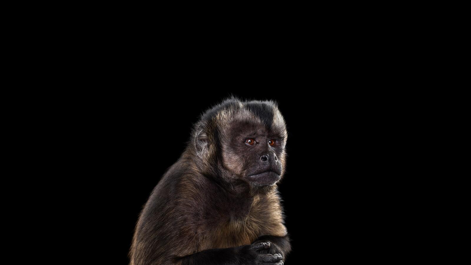 Бесплатное фото Маленькая расстроенная обезьянка