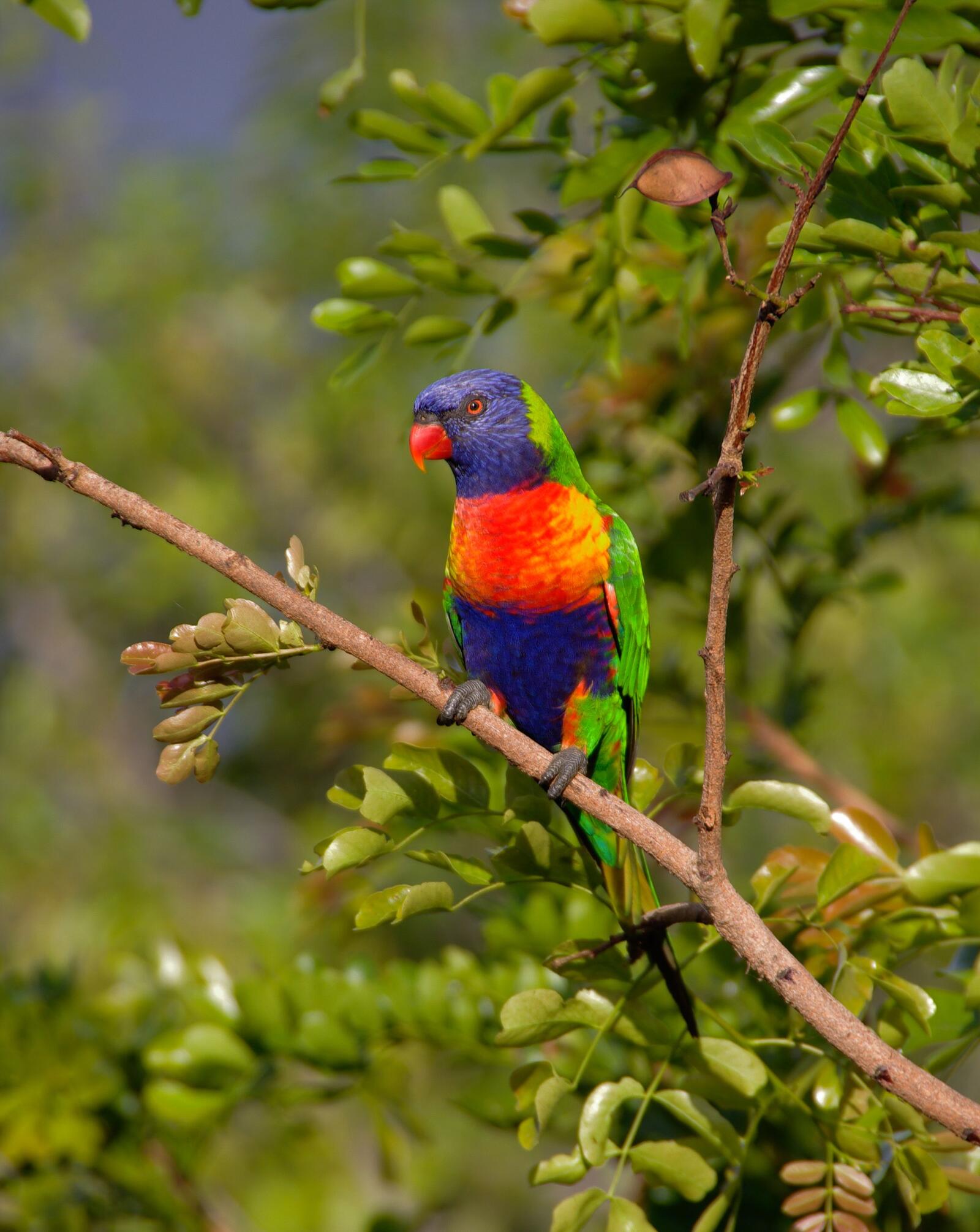 Бесплатное фото Попугай с цветными перьями
