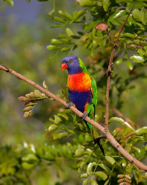 A parrot with colored feathers
