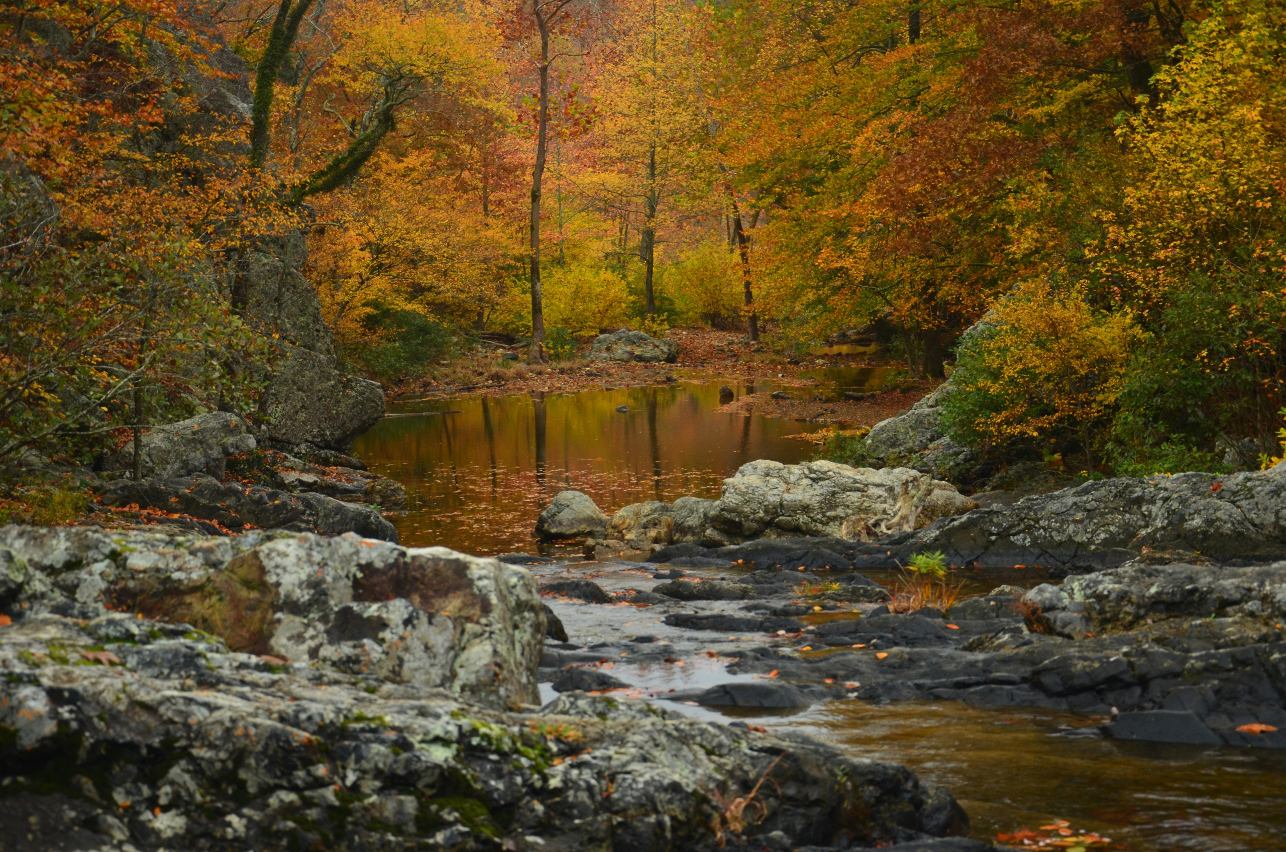 秋天的森林里的一条河