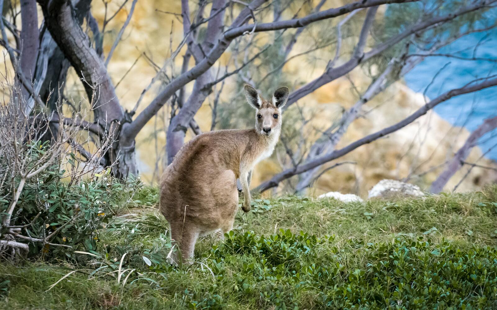 Free photo The kangaroo looks back