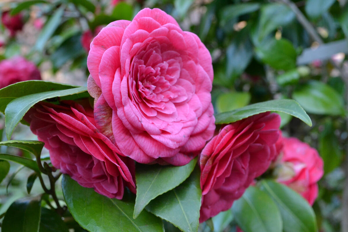 Pink camellia flower bud