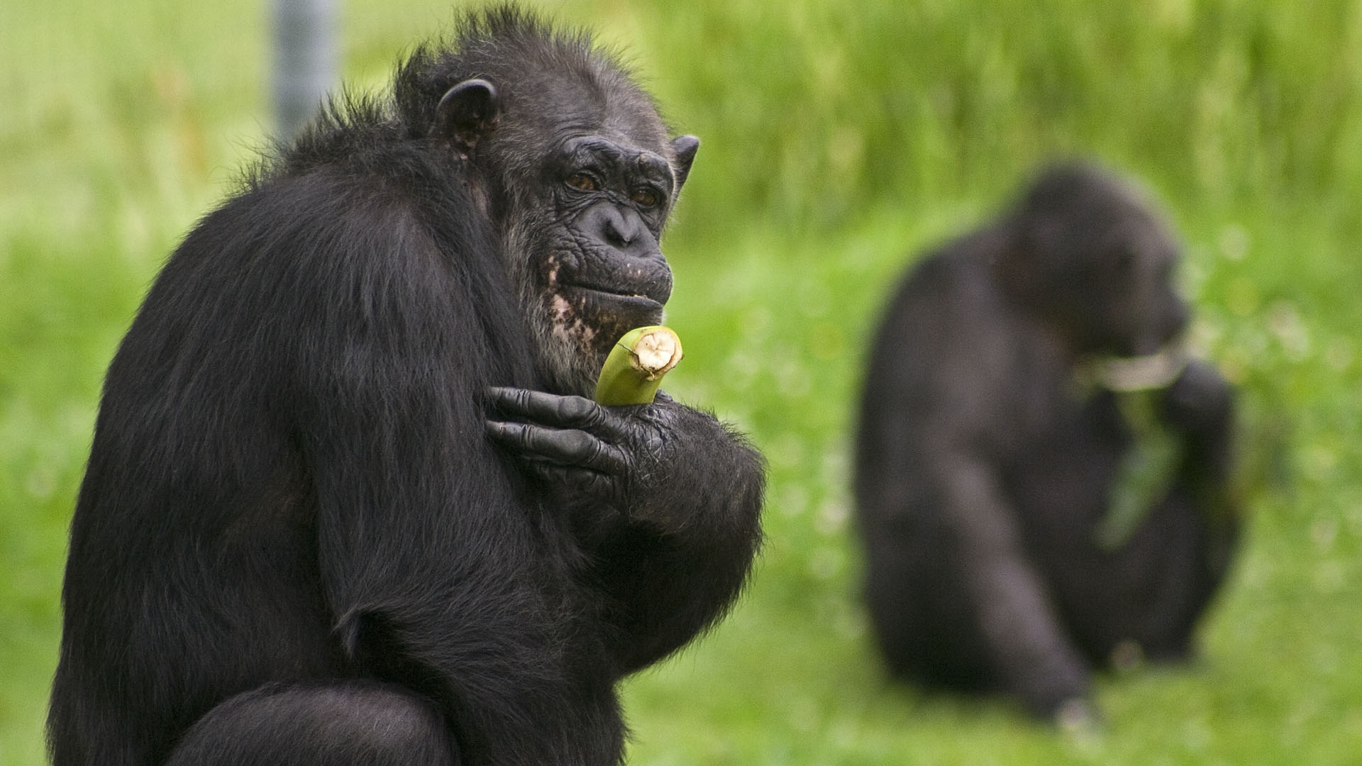 免费照片一只拿着香蕉的猴子