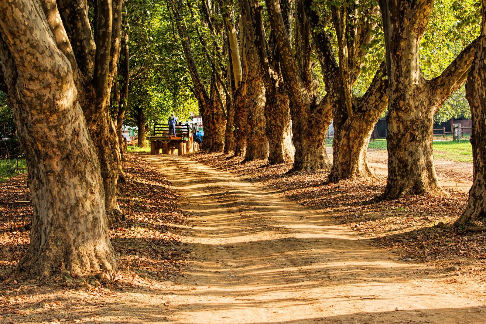 Бесплатное фото Грунтовая дорога сквозь старые деревья